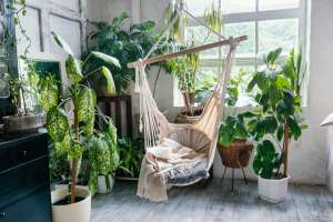 Plants Plants